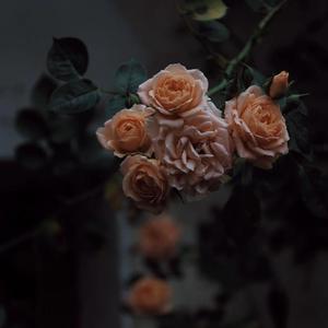 天堂一区二区三区在线观看
